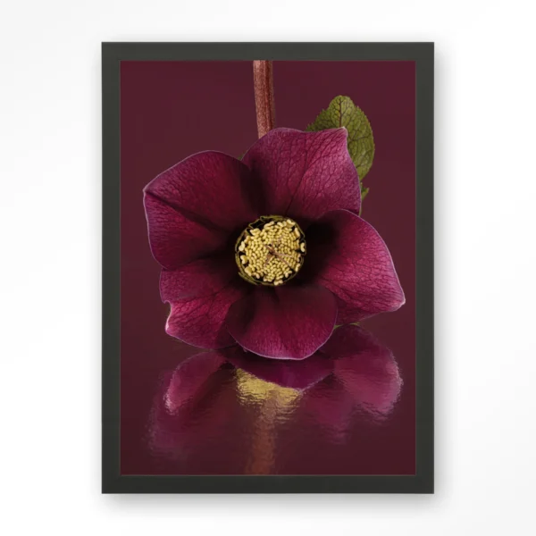25106-de-elegantie-van-de-kerstroos-art-print-wooden-frame-black De Elegantie Van De Kerstroos - Art print