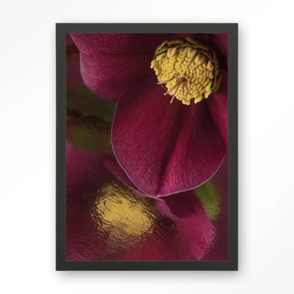 25107-weerspiegeling-van-een-kerstroos-art-print-wooden-frame-black Weerspiegeling Van Een Kerstroos - Art print