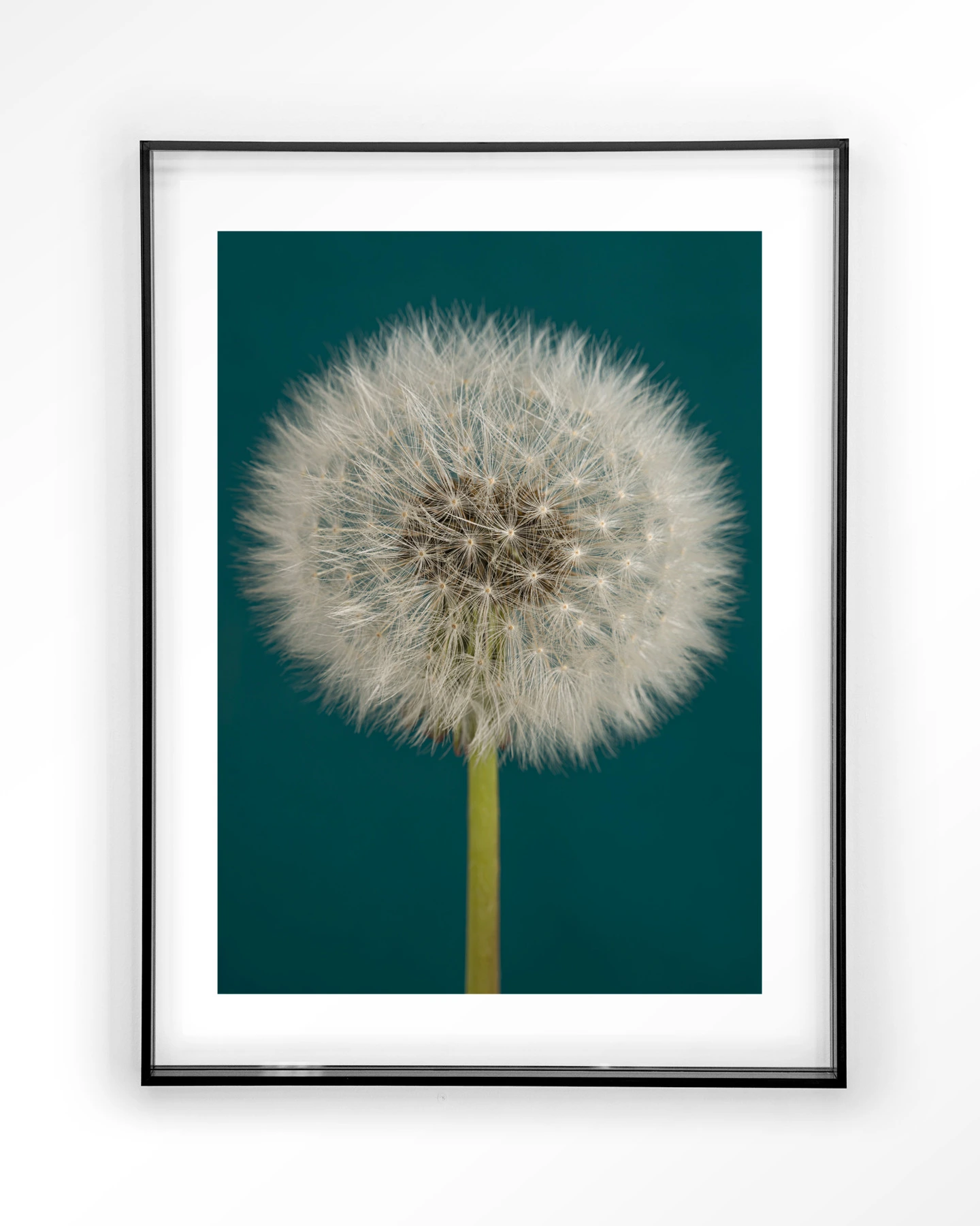 Pluizige Paardenbloem - Art print - Afbeelding 9