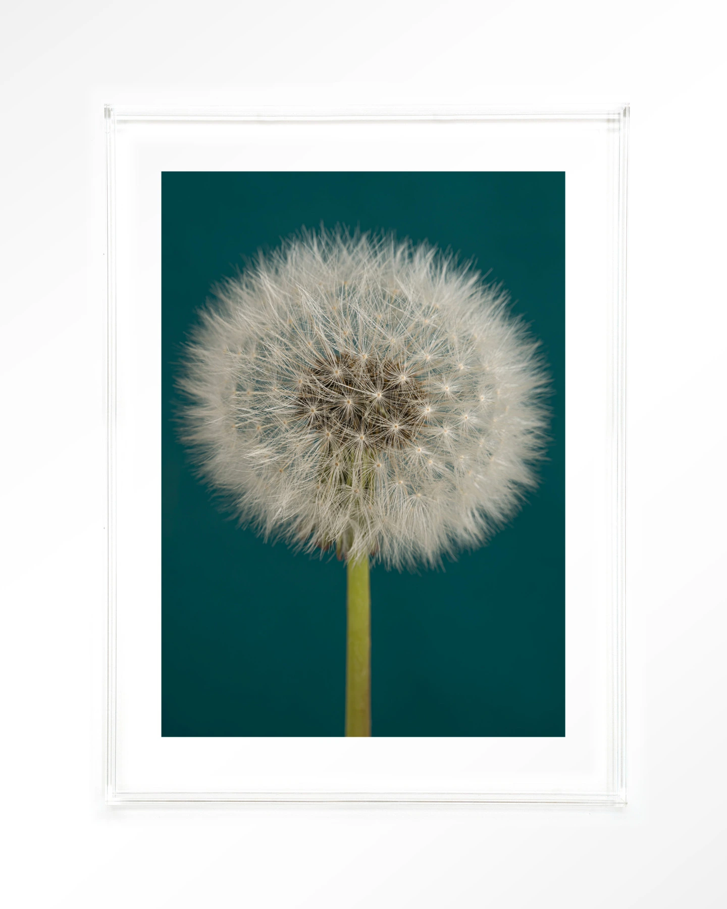 Pluizige Paardenbloem - Art print - Afbeelding 10