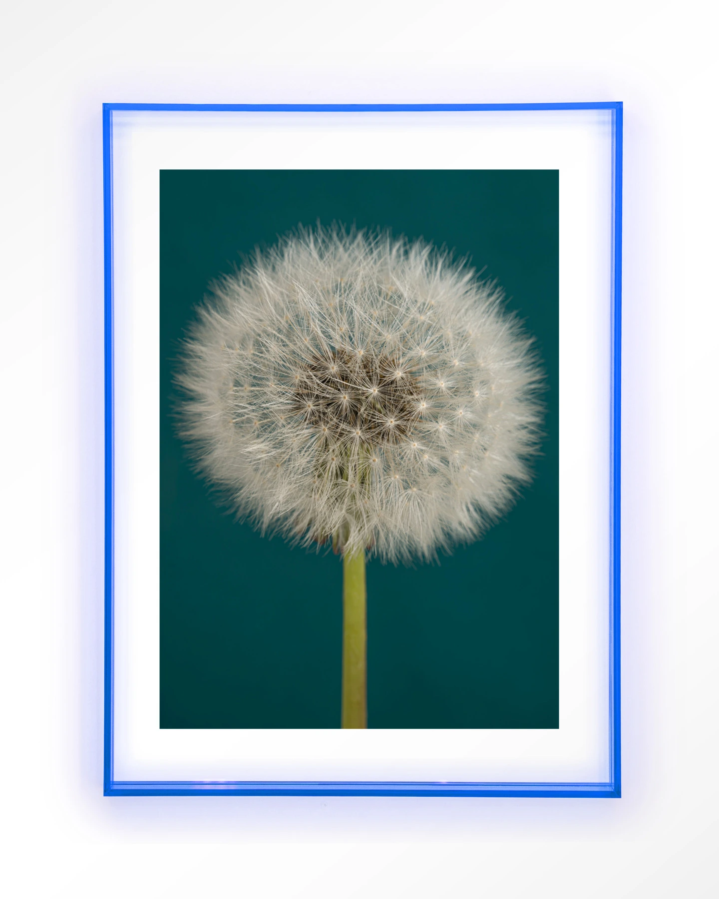 Pluizige Paardenbloem - Art print - Afbeelding 11