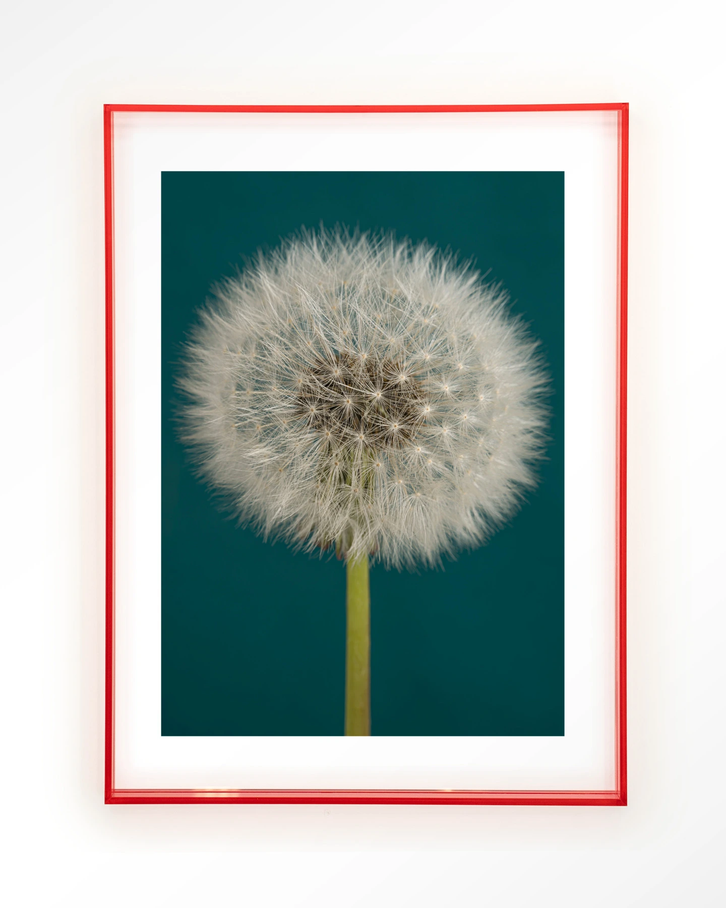 Pluizige Paardenbloem - Art print - Afbeelding 12