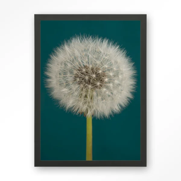 25254-pluizige-paardenbloem-art-print-wooden-frame-black Pluizige Paardenbloem - Art print