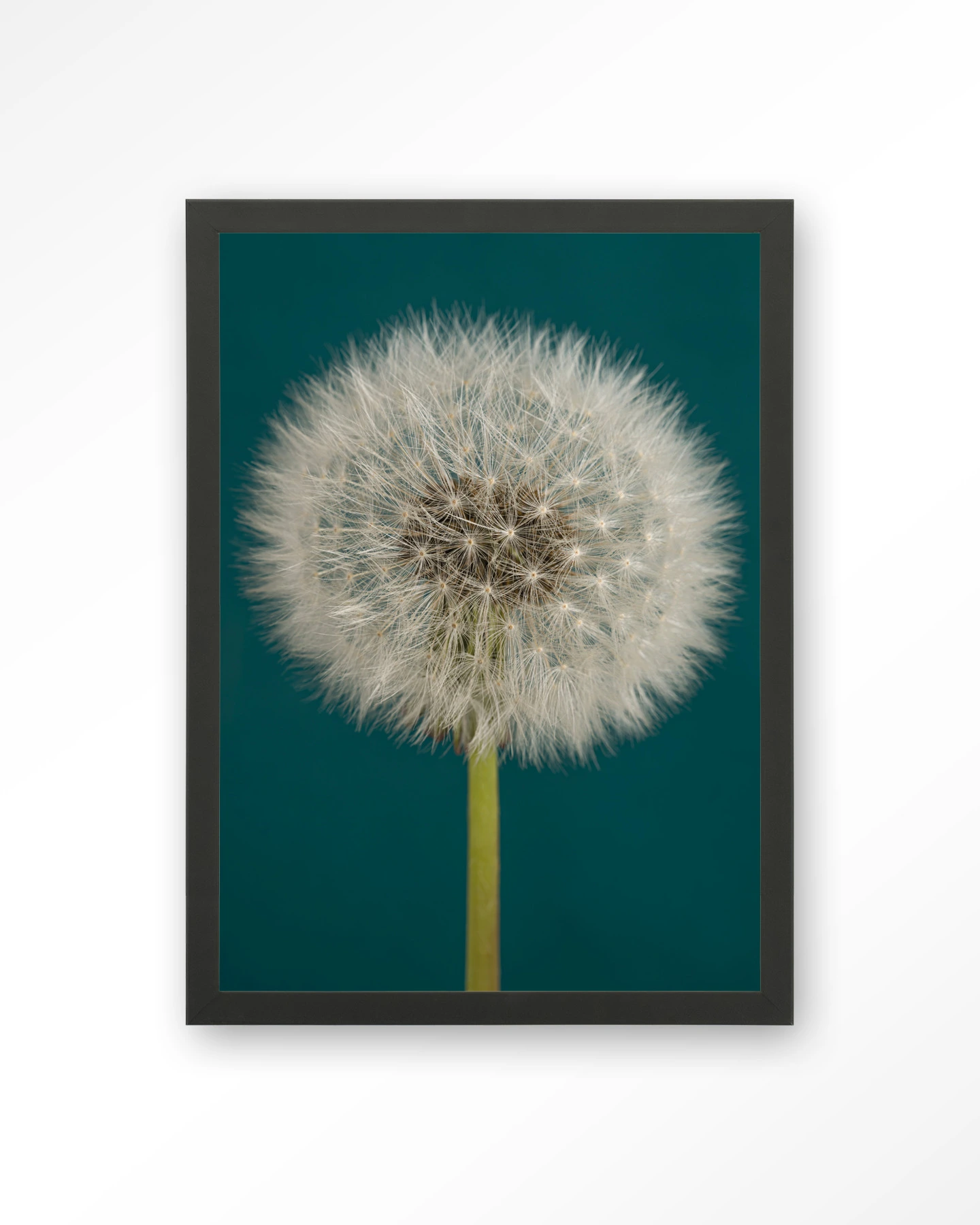 Pluizige Paardenbloem - Art print