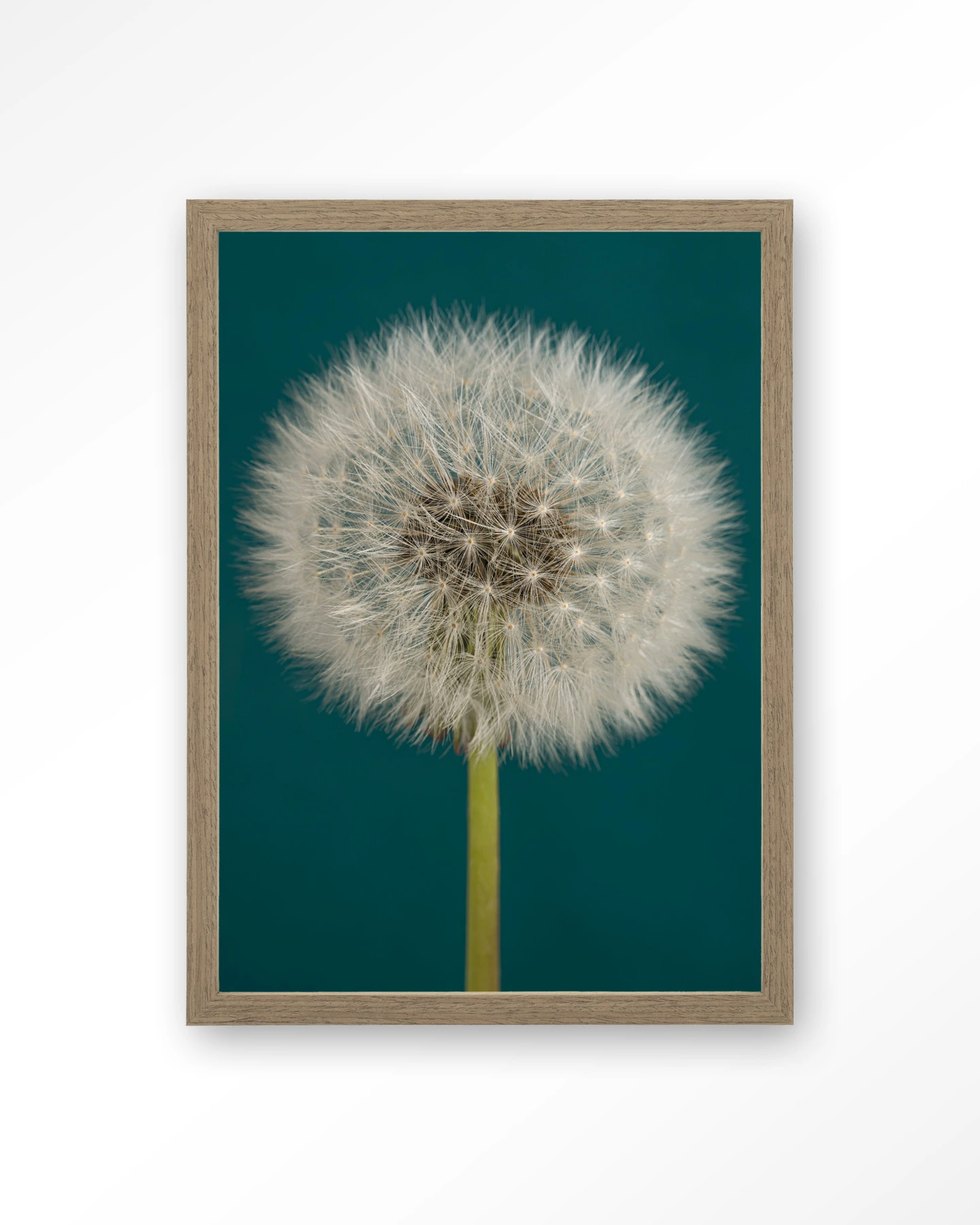 Pluizige Paardenbloem - Art print - Afbeelding 2
