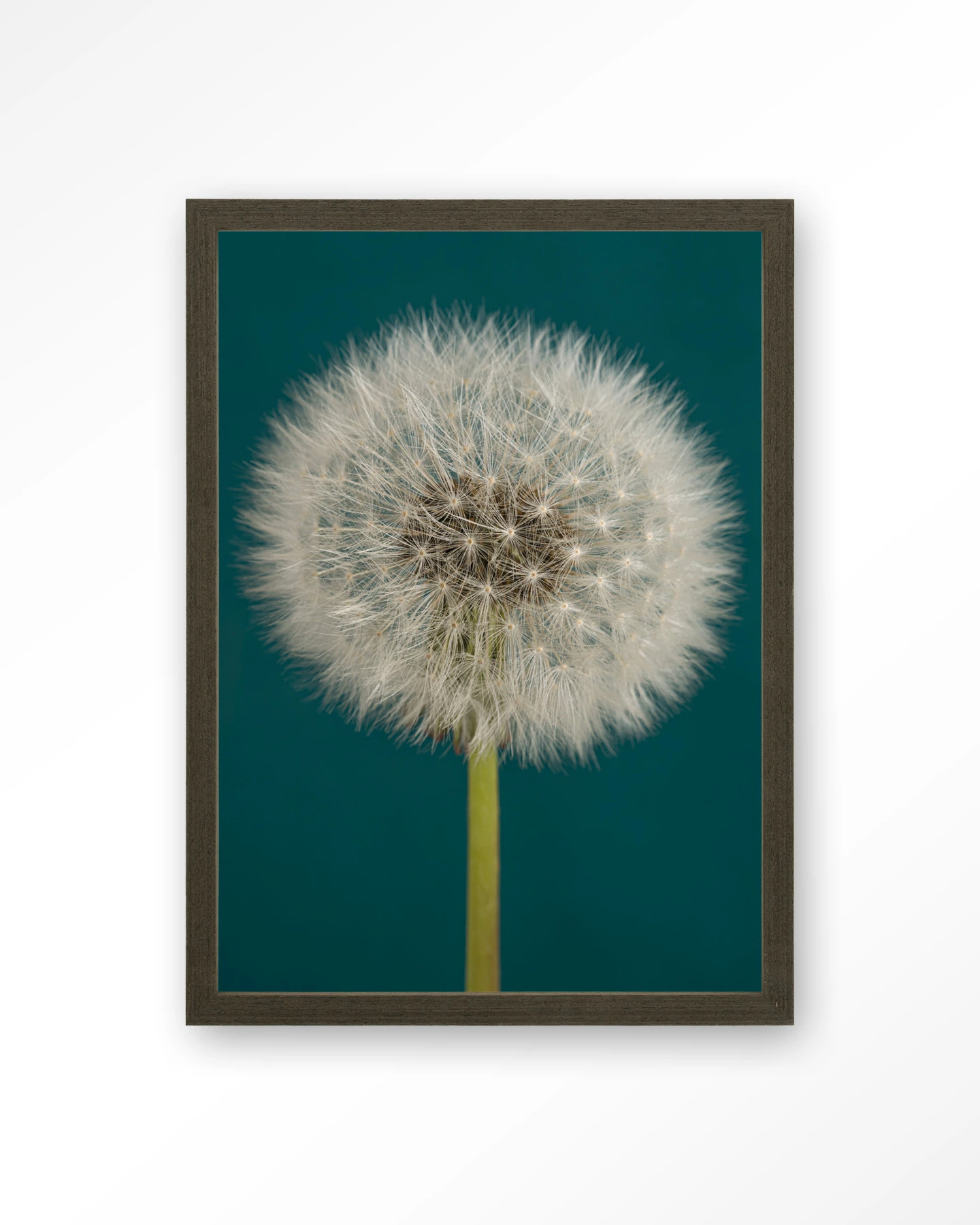 Pluizige Paardenbloem - Art print - Afbeelding 3