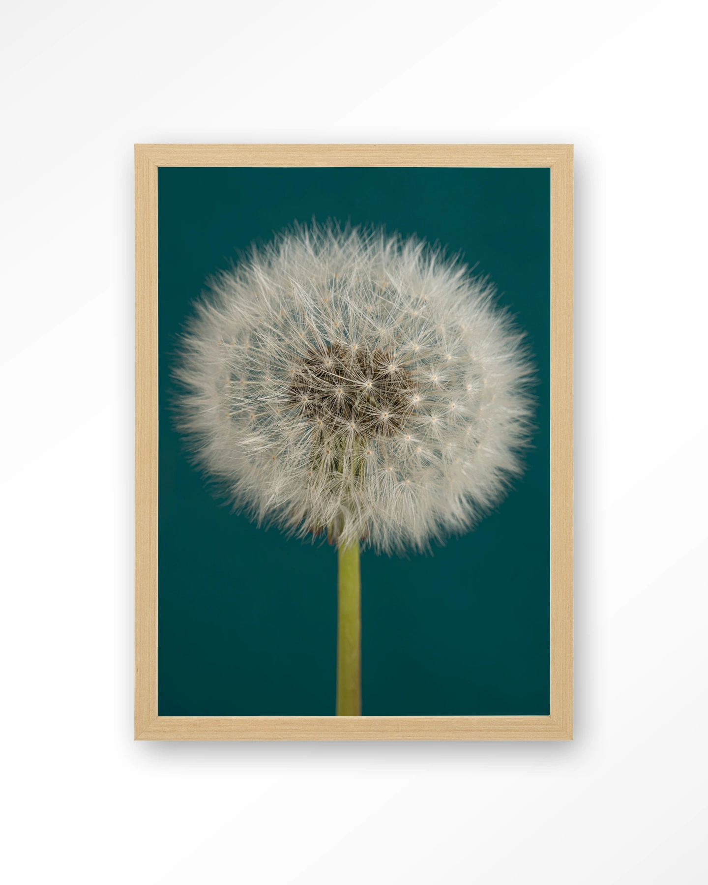 Pluizige Paardenbloem - Art print - Afbeelding 4