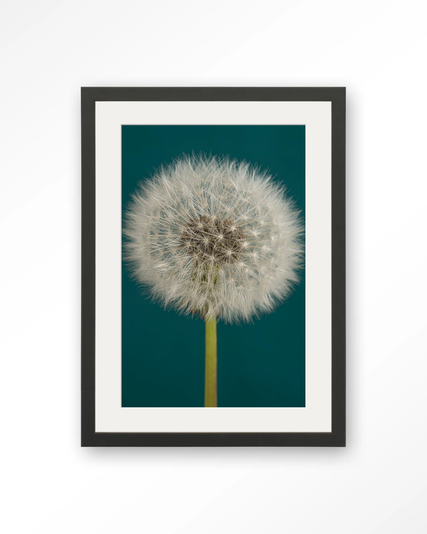 Pluizige Paardenbloem - Art print - Afbeelding 5