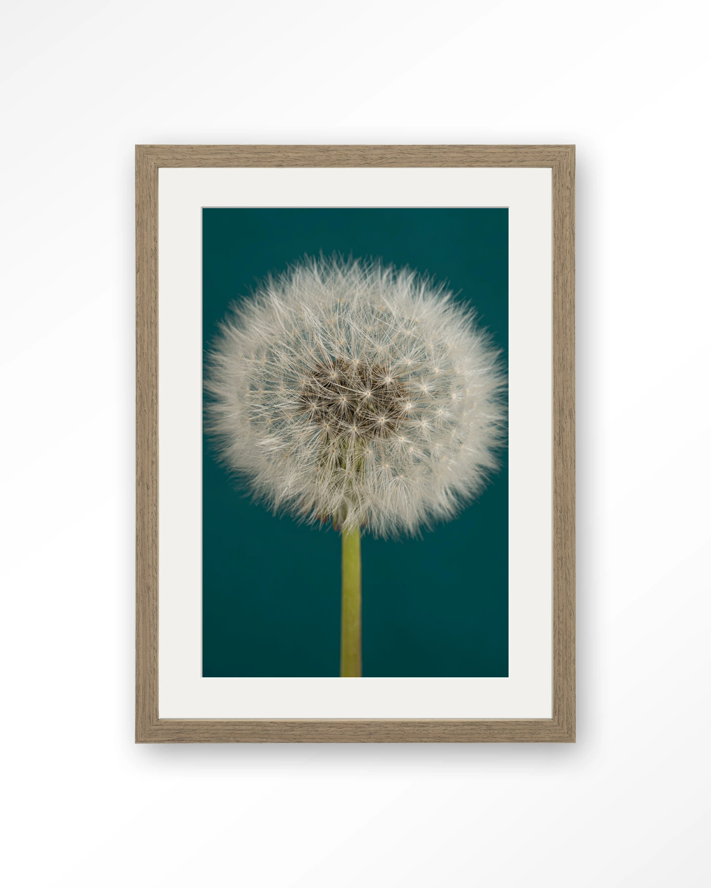 Pluizige Paardenbloem - Art print - Afbeelding 6