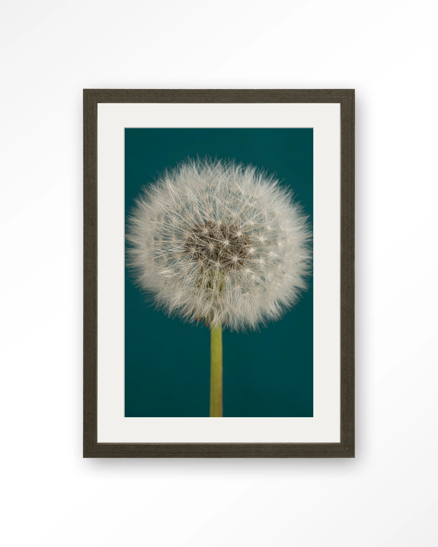 Pluizige Paardenbloem - Art print - Afbeelding 7