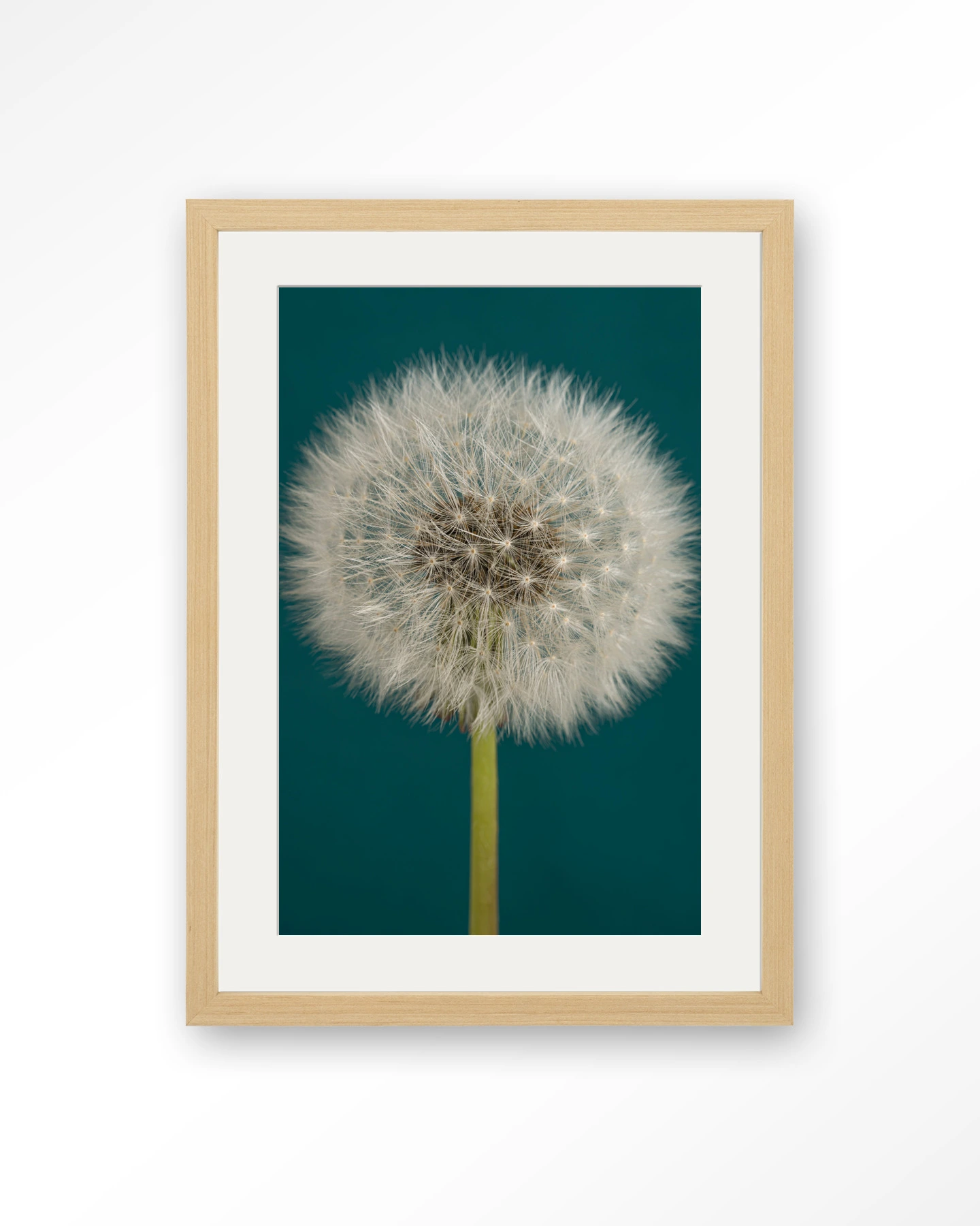 Pluizige Paardenbloem - Art print - Afbeelding 8