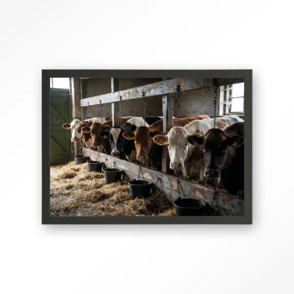 25378-the-cow-barn-art-print-wooden-frame-black The Cow Barn - Art print