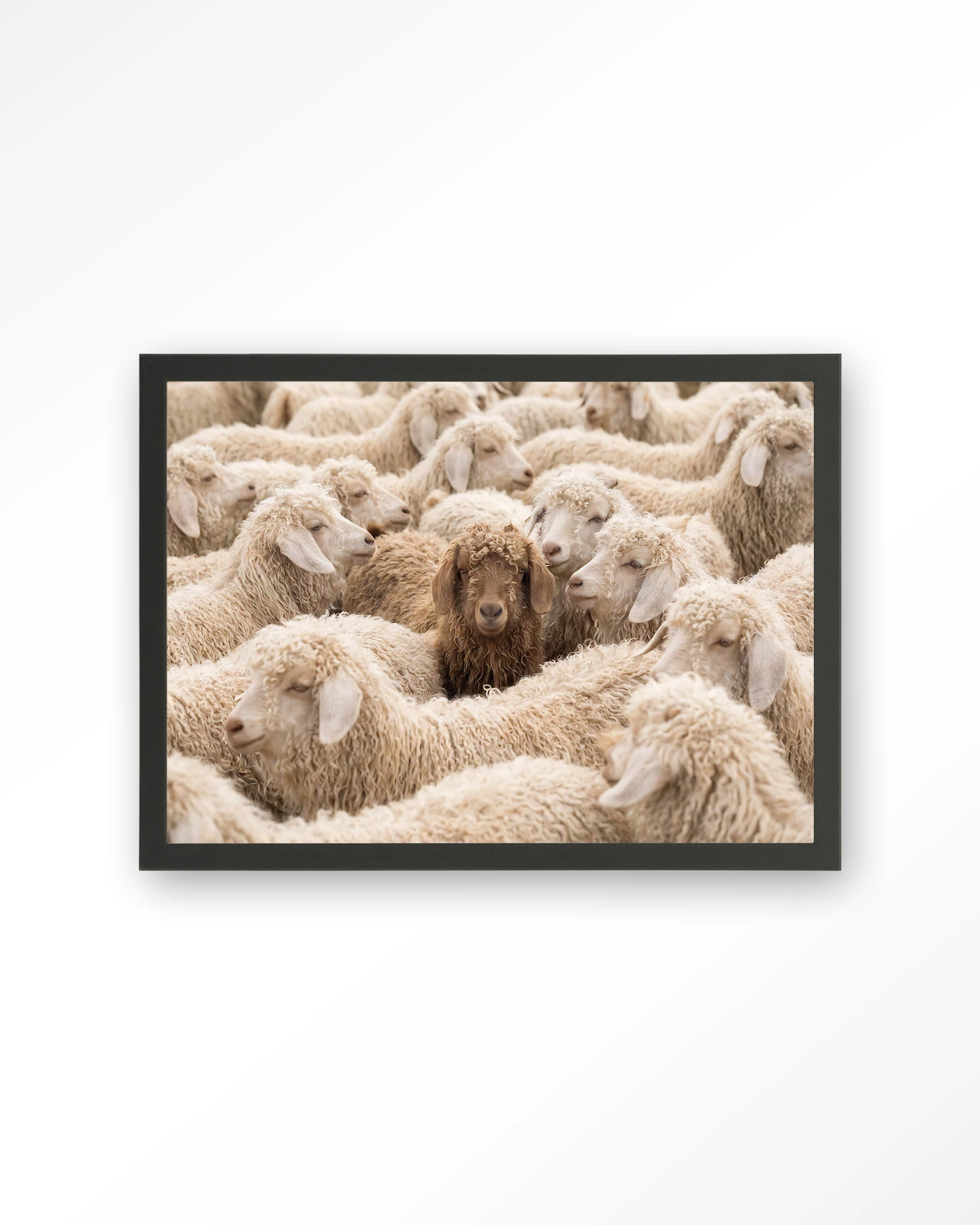 The Herd - Art print