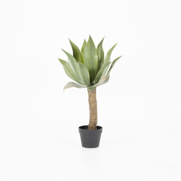 403090 Agave on stem - small