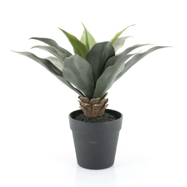 403109 Agave - medium