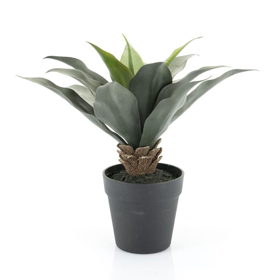 Agave - medium