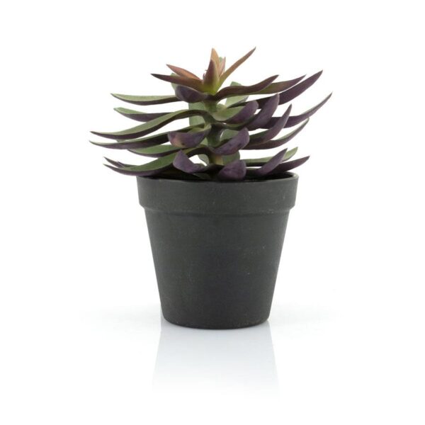 403114 Succulent