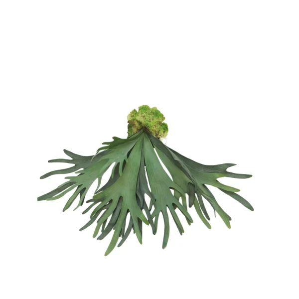 825010262 Platycerium large - 60cm
