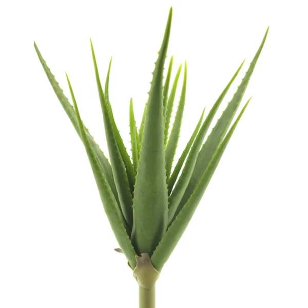 825010264 Aloe vera plant - 61cm