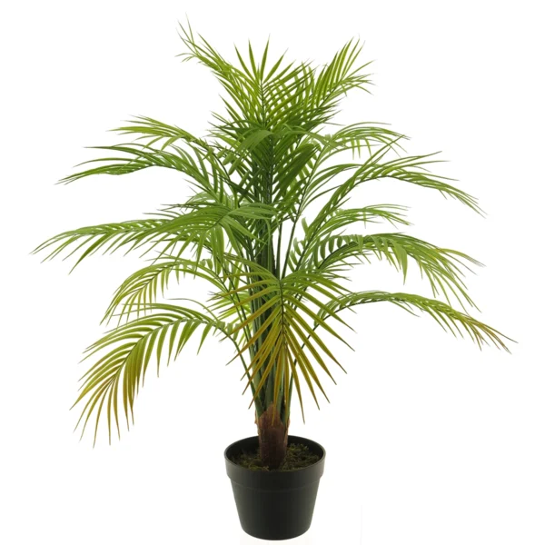 Areca palm - 90cm