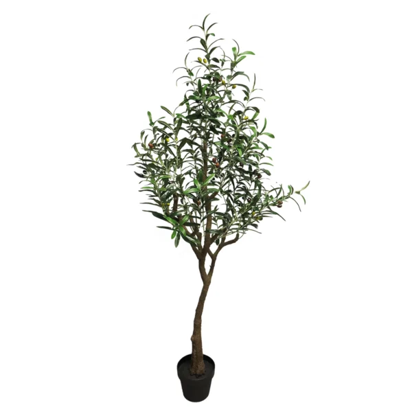 825010270 Olive tree Charlotte - 150cm