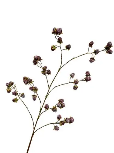 Blackberry branch 138 cm