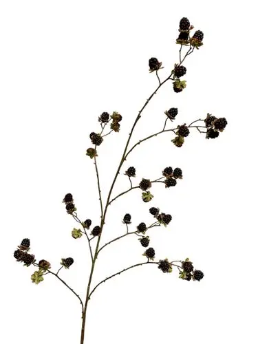 Blackberry branch 138 cm - Afbeelding 2