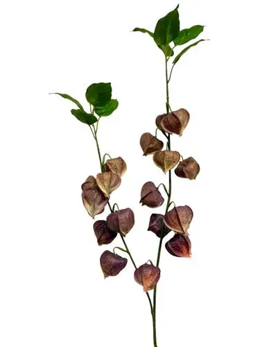 825020180 Physalis spray 92 cm - egg/yellow
