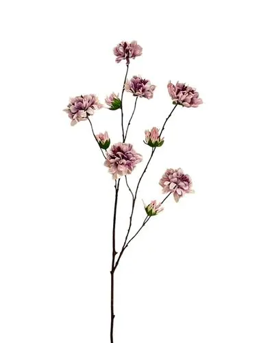 Zinnia 120 cm
