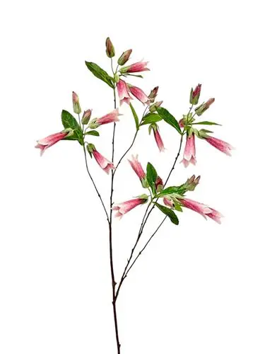 825020187 Gloxinia branch 150 cm - pink
