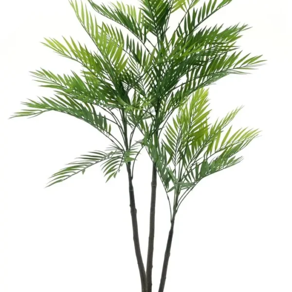 86100 Areca palm Aruba in pot