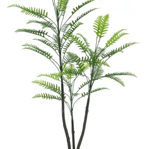 Boomvaren Jamaica in pot