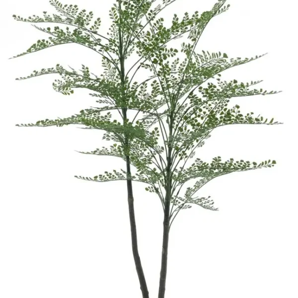 Venushaarvaren Cuba in pot