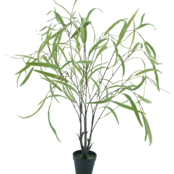 Wilgenplant in pot