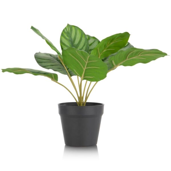 Calathea Orbifolia H45cm kunstplant - Groen