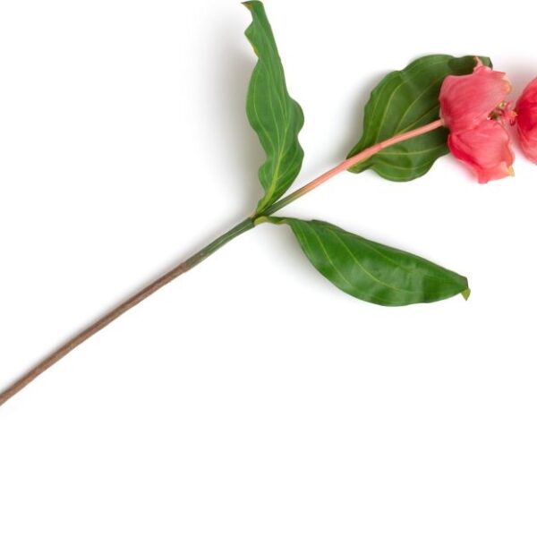 Medinilla Spray kunstbloem H110cm - Oranje