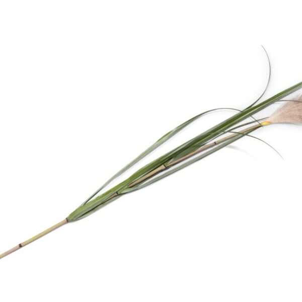 image Pampus Grass kunstbloem H120cm - Groen