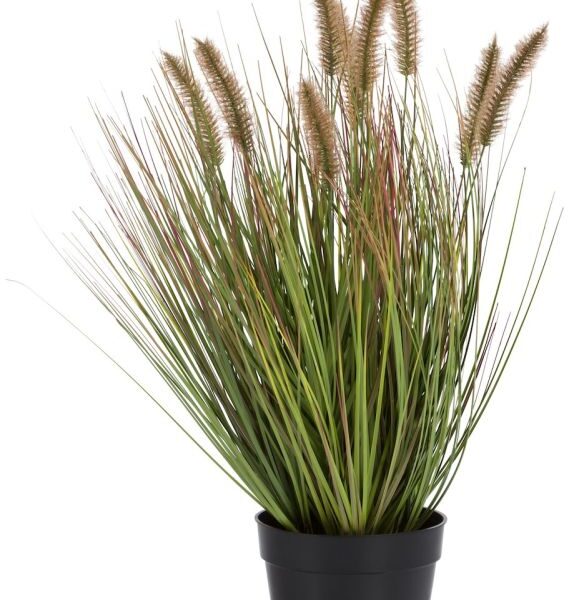 Pennisetum Grass plant H58cm - Groen