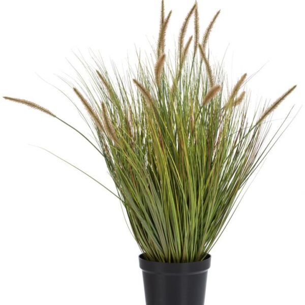 Pennisetum Grass plant H99cm - Groen