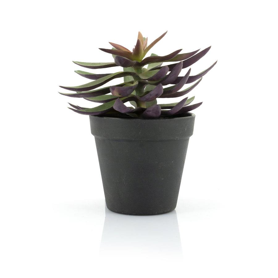 Succulent