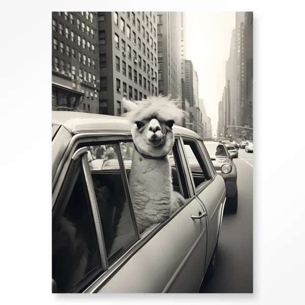Alpaca In NY