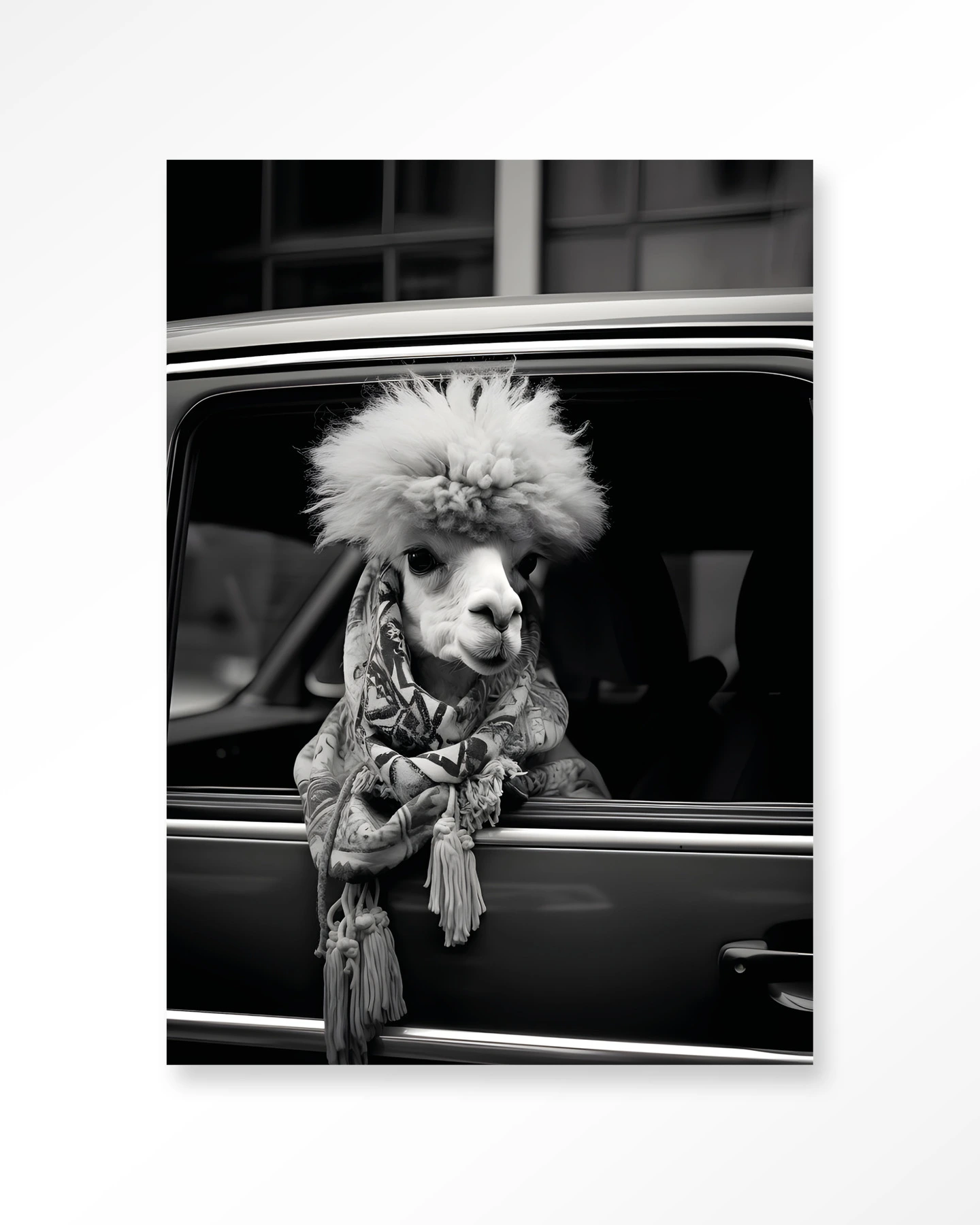 Alpaca In Taxi