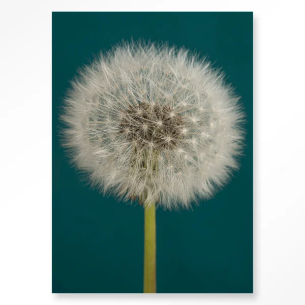 Pluizige Paardenbloem