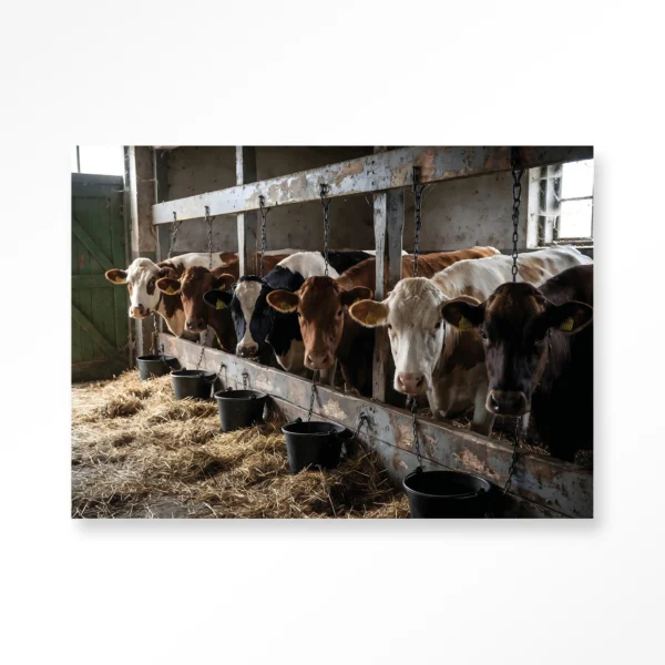 The Cow Barn