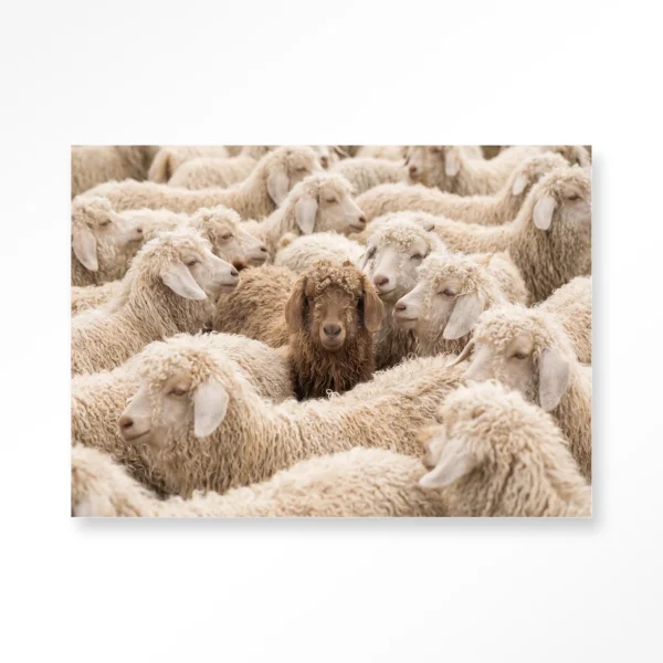 The Herd